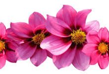 香港ss节点二维码-香港节点加速器推荐