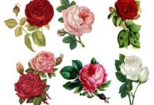 战地5怎么换香港节点-香港节点加速器推荐