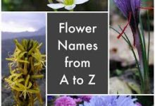 cloudfare怎么用香港节点-香港节点加速器推荐