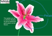 免费香港ss节点-香港节点加速器推荐