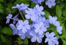 梅林路由器香港服务器节点设置-香港节点加速器推荐