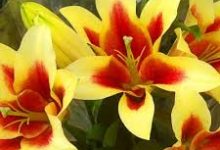 uu加速器全香港节点-香港节点加速器推荐