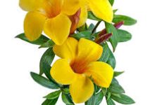 香港cloudflare节点-香港节点加速器推荐