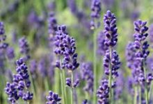 香港节点也不能登陆twitter吗-香港节点加速器推荐