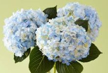 国区key可以用香港节点吗-香港节点加速器推荐