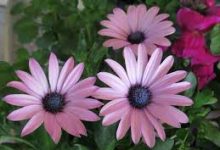 香港节点马车8-香港节点加速器推荐