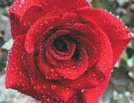 香港5号云节点维护公告-香港节点加速器推荐