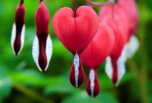 香港迪士尼万圣节点心-香港节点加速器推荐