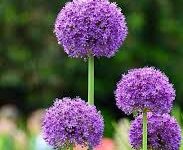 奈飞香港节点推荐-香港节点加速器推荐