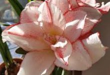 steam找不到香港节点-香港节点加速器推荐