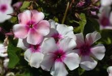 雷神加速器没有香港节点-香港节点加速器推荐