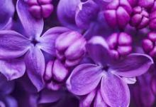 香港节点玩吃鸡-香港节点加速器推荐