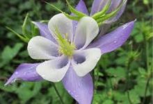 steam香港节点英文名-香港节点加速器推荐