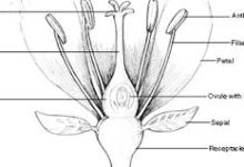 加速uplay只有香港节点-香港节点加速器推荐