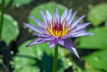 steam香港节点名字-香港节点加速器推荐