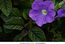 uu加速器有香港节点没-香港节点加速器推荐