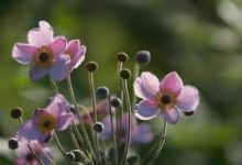 香港微软机房节点-香港节点加速器推荐