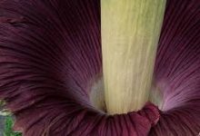 香港节点能干嘛-香港节点加速器推荐