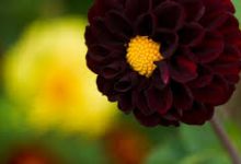 大陆怎样购买阿里云香港节点-香港节点加速器推荐