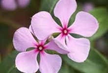 香港原生节点-香港节点加速器推荐