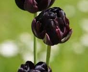 cdn 香港节点 免费-香港节点加速器推荐