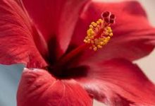 ssr免费节点香港-香港节点加速器推荐