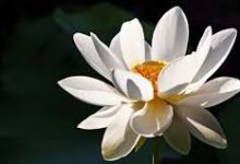 网易uu为什么只有香港节点-香港节点加速器推荐