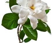 网易加速器节点怎么都是香港的-香港节点加速器推荐