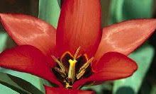 香港节点上不了谷歌吗-香港节点加速器推荐