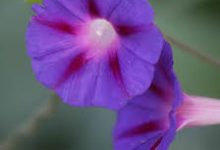 冒险岛台服挂香港节点能进吗-香港节点加速器推荐