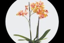 香港节点和台湾节点-香港节点加速器推荐