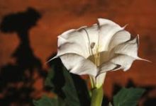 speedtest香港节点-香港节点加速器推荐