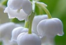 香港应对疫情时间节点-香港节点加速器推荐