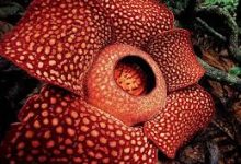 Ios免费香港节点-香港节点加速器推荐