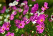 香港节点缩写-香港节点加速器推荐