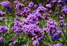 挂香港节点玩r6-香港节点加速器推荐