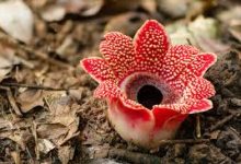 香港节点加速器炸了吗-香港节点加速器推荐