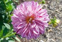 命运2香港节点-香港节点加速器推荐