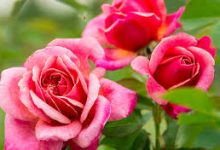 香港服务器搭建ssr节点-香港节点加速器推荐