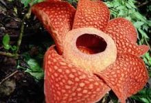 稳定的ss香港节点试用-香港节点加速器推荐