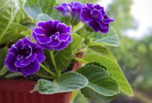 香港和洛杉矶节点那个快-香港节点加速器推荐