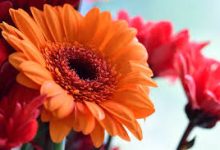 uu有香港节点-香港节点加速器推荐