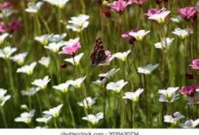 海豚香港的节点是那个-香港节点加速器推荐