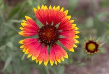 百度香港节点 ntt-香港节点加速器推荐