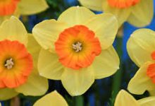 奈飞香港节点能看美国电影-香港节点加速器推荐