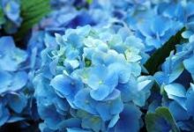 香港节点可以吗-香港节点加速器推荐