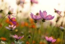 origin香港节点-香港节点加速器推荐