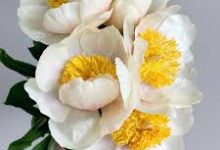 绝对求生下载香港节点-香港节点加速器推荐