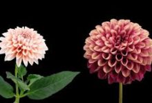 战争前线 香港节点老掉线-香港节点加速器推荐