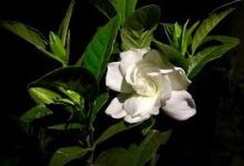 香港节点看不了youtube-香港节点加速器推荐